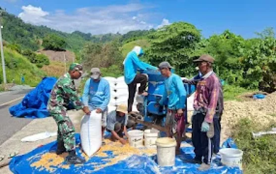 Babinsa Paleleh Dampingi Petani Rontok Jagung di Buol