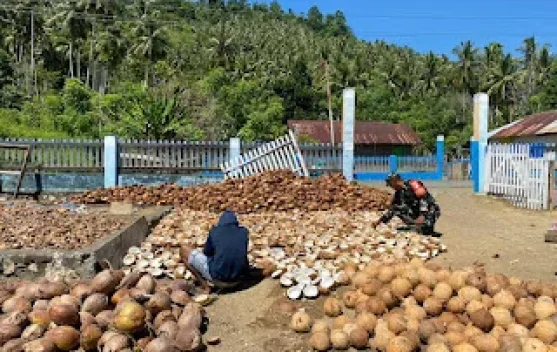 Babinsa Bunobogu Dampingi Warga Jemur Kelapa Dukung Hanpangan