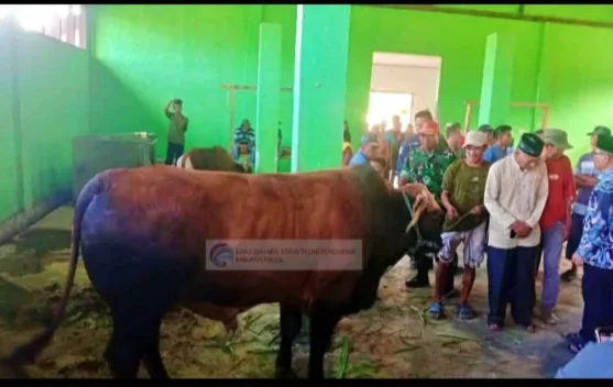 Sapi Kurban Presiden di Buol Capai Bobot 915 Kilogram