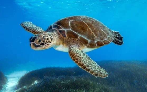 Hari Penyu Laut Sedunia, Momentum Jaga Kelestarian Laut