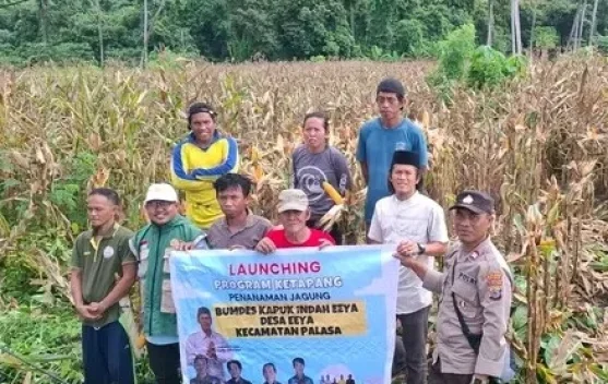 Panen Jagung Lembah Eyamo Dorong Produktivitas Petani Palasa