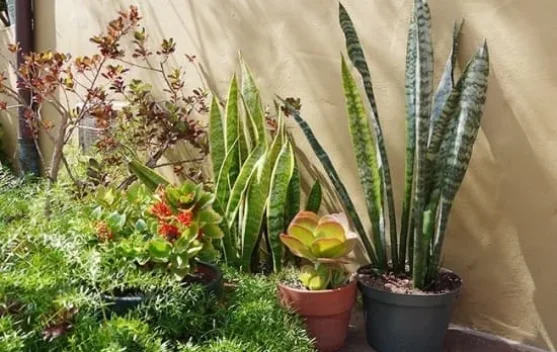 7 Tanaman Hias yang Dapat Menyerap Panas, Bikin Rumah Terasa Lebih Sejuk