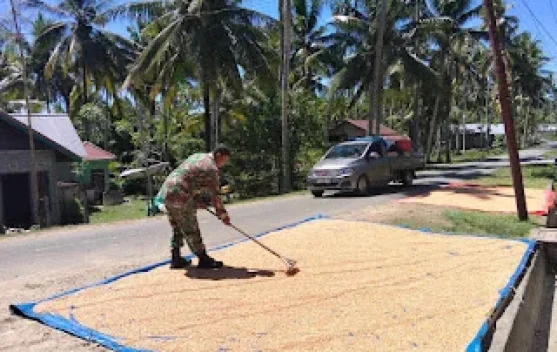Babinsa Bokat Dampingi Petani Jemur Jagung Demi Dukung Ketahanan Pangan