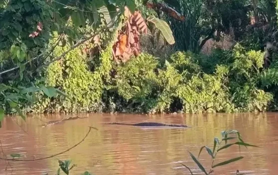 Puluhan Buaya Muncul di Muara Salu, Warga Diminta Tingkatkan Waspada
