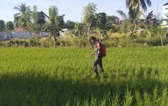 Dukung Ketahanan Pangan, Petani Bajugan Dapat Pendampingan Perawatan Padi