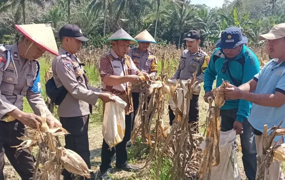 Sinergi TNI-Polri Perkuat Ketahanan Pangan di Lampasio