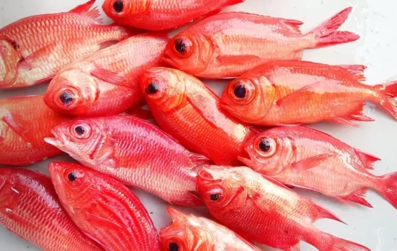 Cara Mudah Membersihkan Sisik Ikan agar Lebih Cepat dan Praktis