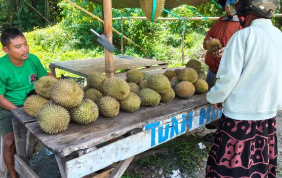 Durian Bajugan Laris, Pedagang Dibanjiri Pembeli dari Kota