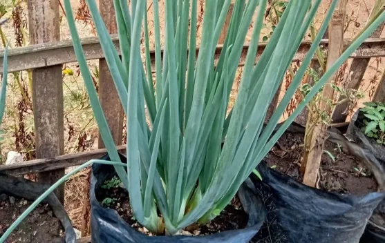 Mudah Ditanam di Rumah, Ini Cara Budidaya Daun Bawang