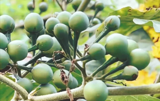 Tekokak Punya Banyak Manfaat, dari Gula Darah hingga Pencernaan