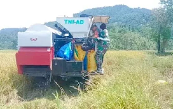 Babinsa Dampingi Panen Padi Mikongga di Salumpaga
