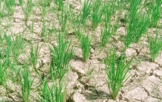 50 Hektare Sawah di Ogomoli Toli-Toli Terancam Gagal Panen akibat Kekeringan