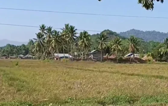 El Nino Ancam Sawah Tadah Hujan di Kabupaten Buol