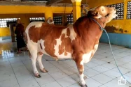 Prabowo Sumbang Sapi Limosin Bobot 850 Kg untuk Qurban di Tolitoli