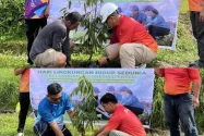 Peringati Hari Lingkungan Hidup Sedunia Pelindo Tolitoli Tanam Pohon