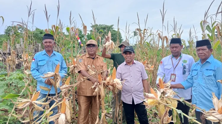 Desa Tubyal Gelar Panen Raya Jagung