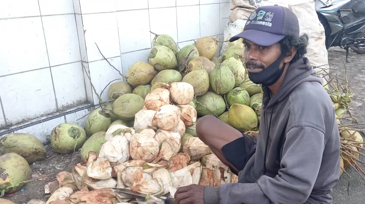 150 Buah Kelapa Sehari diborong Pembeli