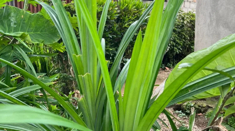 Daun Pandan, Si Hijau Wangi dengan Berjuta Manfaat