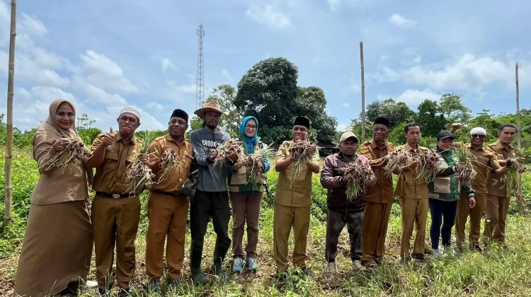 Pengendalian Inflasi, Pemkot Tual BudiDaya Bawang Merah