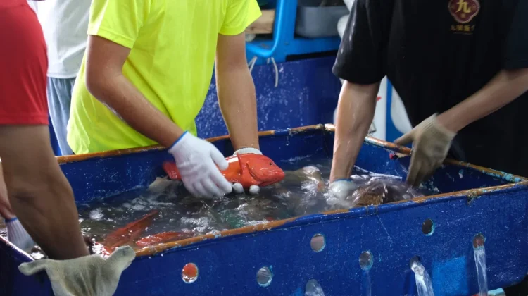 CV Yong Fisheries Ekspor Kerapu Tual ke Hong Kong