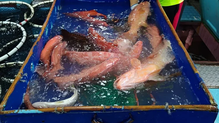 CV Yong Fisheries Ekspor Kerapu Tual ke Hong Kong
