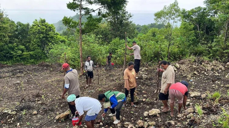 Dukung Asta Cita, Polsek KBS Pupuk Tanaman Jagung