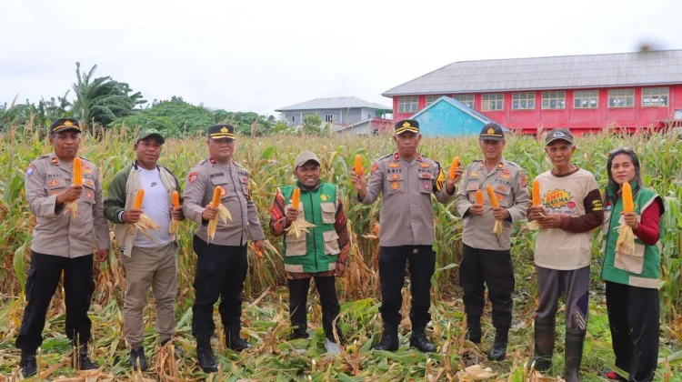 Polres Tual Gelar Panen Jagung di Lahan Ketahanan Pangan