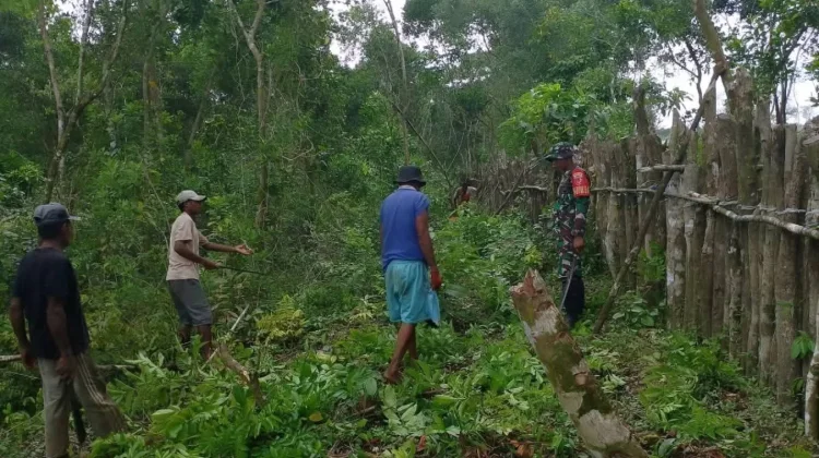 Babinsa Koramil 1503-06/PP Kur Bersama Warga Perbaiki Pagar Kebun Desa Tubyal