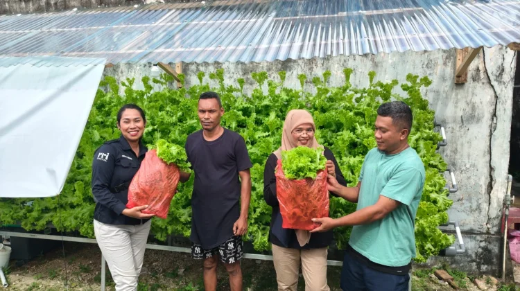 Selada, Jadi Sayur Incaran di Kepulauan Kei saat Ini