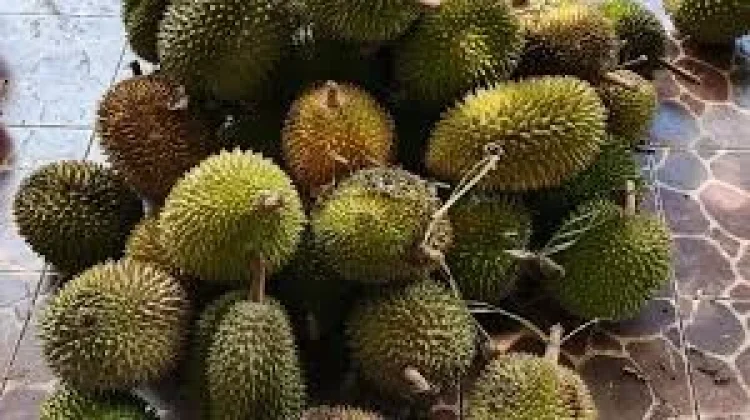 Buah Durian Menjadi Buah Primadona Banyak Orang