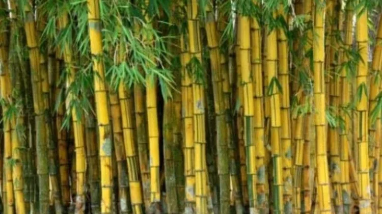 Mengenal Bambu Kuning, Tanaman Hias yang Populer