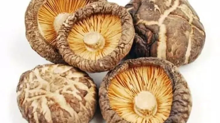 Si Kecil Pembawa Beragam Manfaat, Jamur Shitake