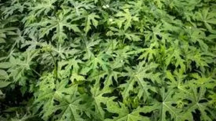 Mengenal Daun Gedi dan Manfaatnya