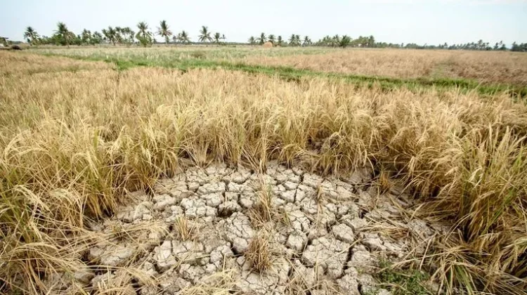 El Nino Berkepanjangan, Apa Dampaknya Bagi Petani di Indonesia?