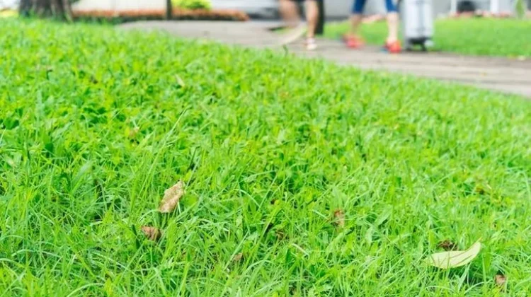Rumput Tumbuh Membandel, Ini Cara Jitu Mengatasinya