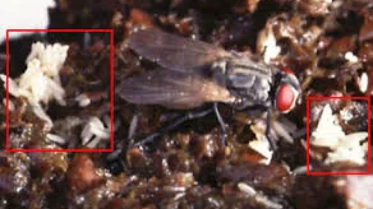 Waspada Telur Lalat pada Makanan