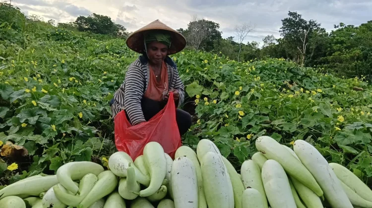 Musim Panen Tiba di Kei Kecil Timur