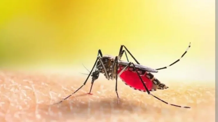 Hari Malaria Sedunia: Upaya Global Memutus Rantai Penularan