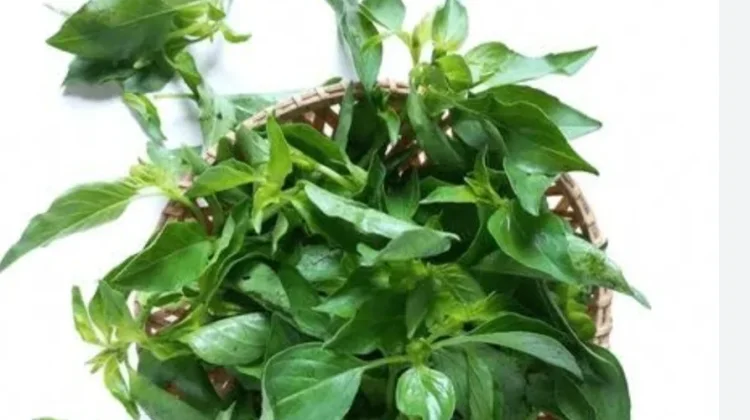 Daun Kemangi Jadi Solusi Herbal Multiguna
