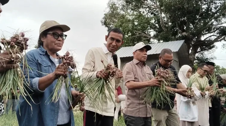Walikota Harapkan Panen Bawang Bantu Tekan Inflansi di Kota Tual