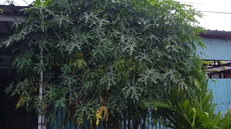Daun Pepaya Jepang Adalah Obat Alternatif Kolesterol