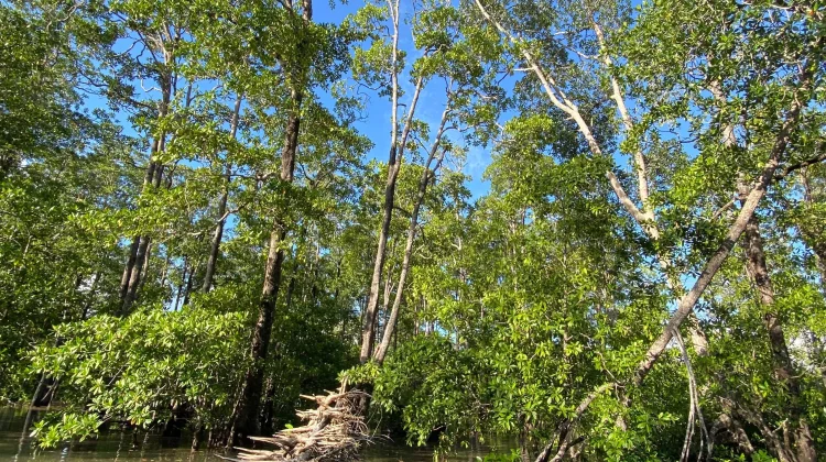 Hutan Mangrove: Benteng Hijau Pesisir yang Kaya Manfaat