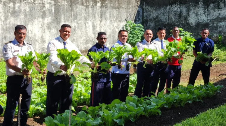 Semarak HBP ke-62, Lapas Tual Panen Sayur Sawi Segar