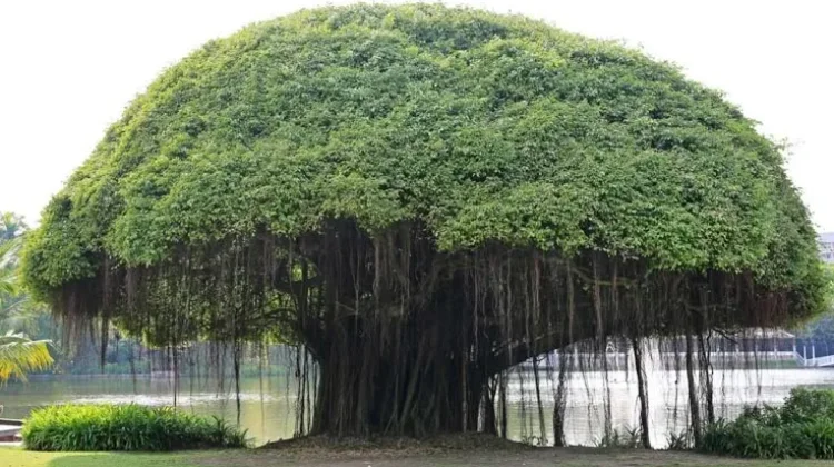 Pohon Beringin dan Berbagai Mitosnya
