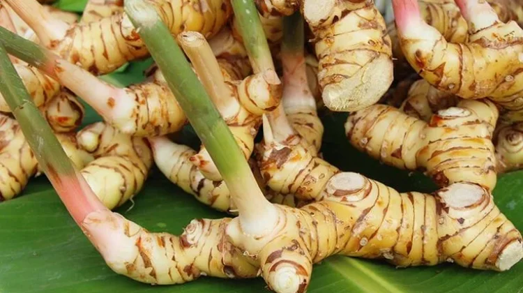Kenali Lengkuas dan Kegunaannya