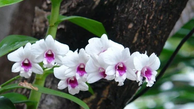 Anggrek, Bunga Hutan yang Mempesona
