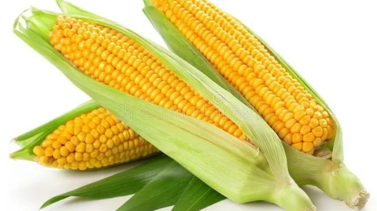 Jagung dan Berbagai Olahannya