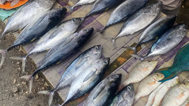 Serupa tapi Tak Sama, Ini Ciri Khas Tuna, Cakalang, dan Tongkol