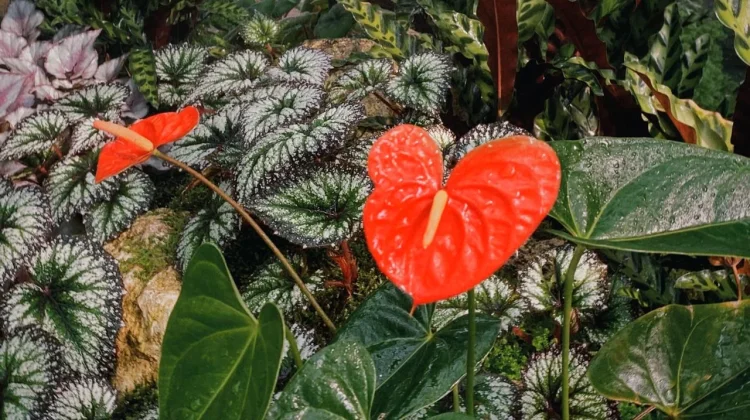 Tak Sekadar Indah, Ini 3 Fakta Menarik Tentang Bunga Anthurium