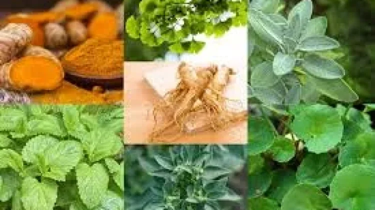 Bermanfaatnya Tanaman Herbal pada Kesehatan Tubuh